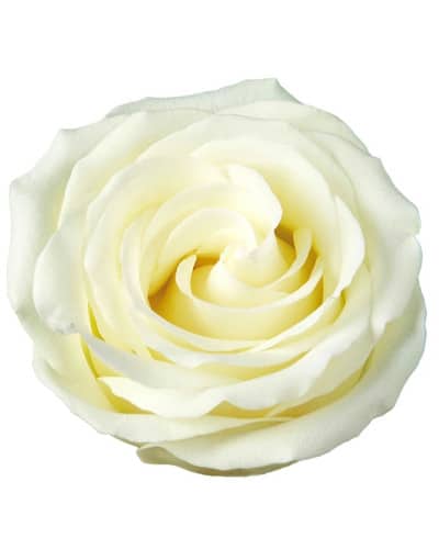 Rose Igloo 40cm sunrite