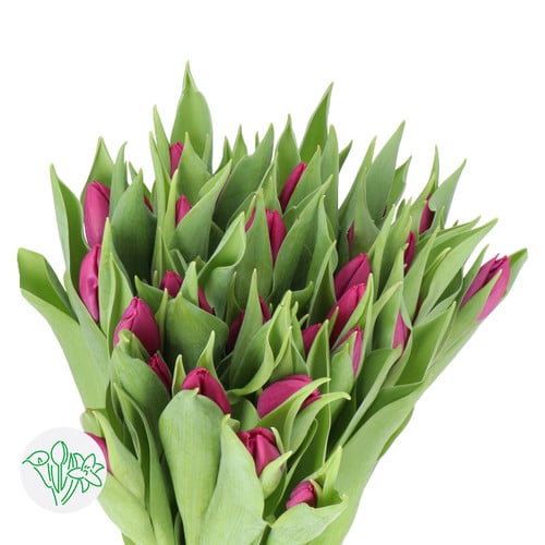 6abf4161-25d4-4857-80f9-99665396cb62.jpg Tulip PurplePrince holl xtr - Image 1