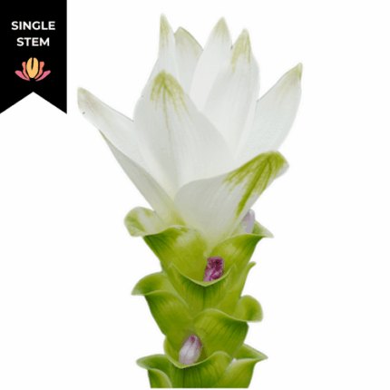 Curcuma White (STEM) israeli