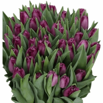 Tulip Dk Purple Parrot holl