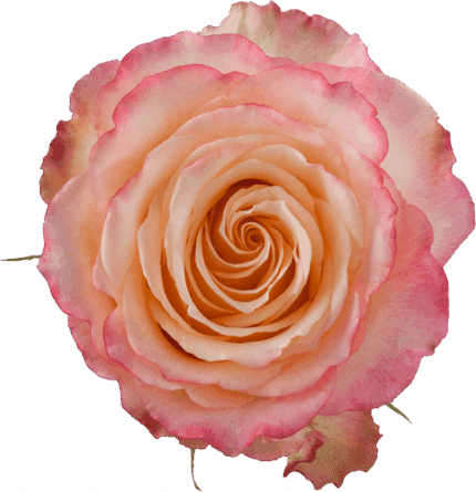 Rose Duet 60cm rprima