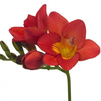 Freesia RedPassion holl