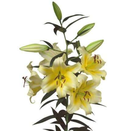 Lily Conca D'or holex 2+