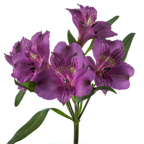 6b13dbbf-fc64-458b-9942-ae0f6f2d46cc.png Alstro Purple sole supsel - Image 1