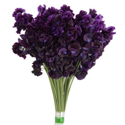 Sweet Pea Violet holex