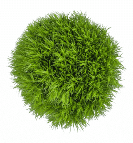 Dianthus Green Ball Continenta