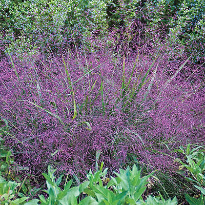 Grass Purple Love tutuli