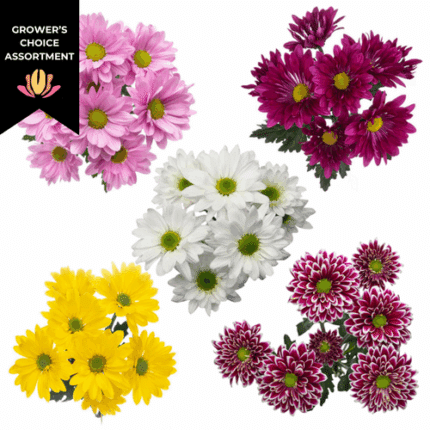 Pom Daisy Asst(12case) golden