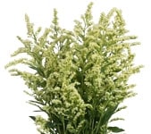 Solidago Creme much