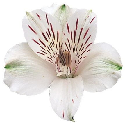 Alstro Virginia gdn sel white