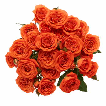 RoseSpray Orange Babe  sunrite