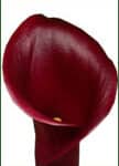 CALLA capt maori holl(plum)