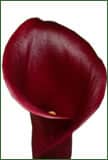 CALLA capt maori holl(plum)