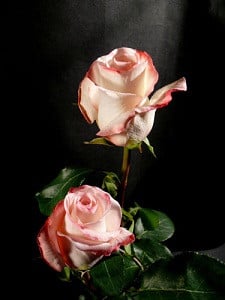 VANIA russian cut 60 florisol