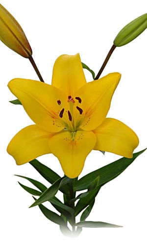 La yellow diamond lily holl