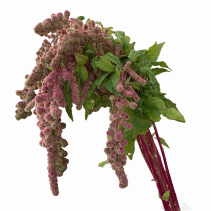 Amaranthus Mira cramer(hang va