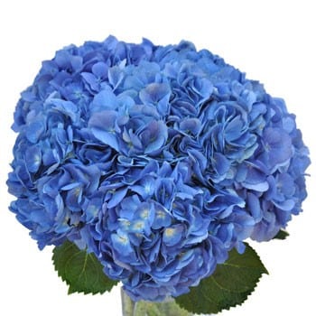 Hydrangea Royal Navy Blue holl
