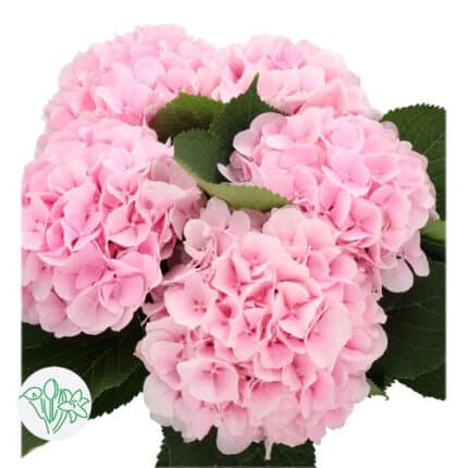 Hydrangea Sweet Verena holl(ST