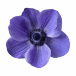 Anemone Blue rio