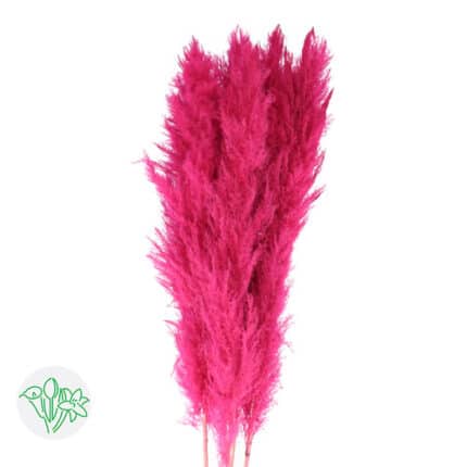Dried Cortaderia Pink holl