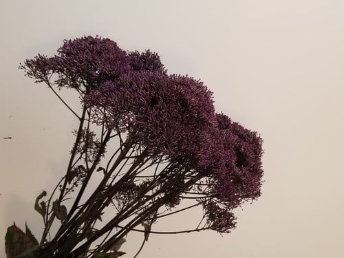 6ba313c9-51fb-4f23-abc0-ef8dd2673272.jpg Trachellium Lake Superior aviv - Image 1