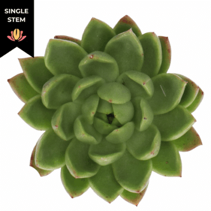 Succelent Miranda holl(st)