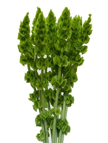 Bells Spray singing