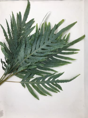 Polypodium Scolopendria flboar