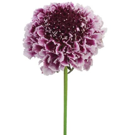Scabiosa Berry israel