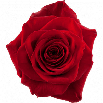 Rose Freedom 70cm rfi
