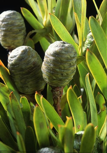 Leuca. GreenMeridianum bella