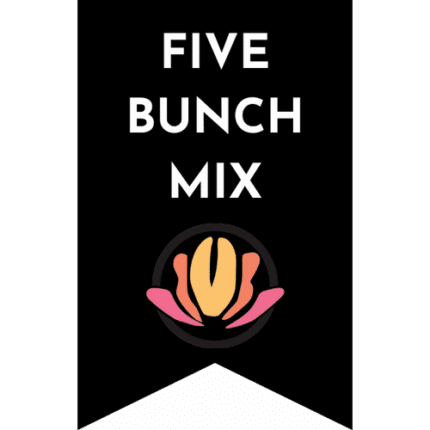 Ranunculus Purple&Moderna 5bu