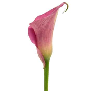 Calla Capt Cheerio 60cm holl