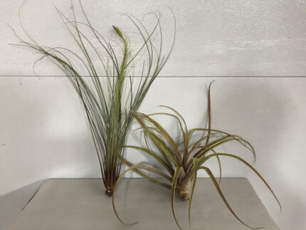 10" XLRG AIR PLANTS