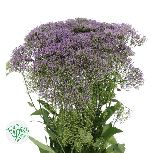 6be85b62-12b8-4ca9-b842-6cc0282f4464.jpg Trachellium lake michigan holl - Image 1