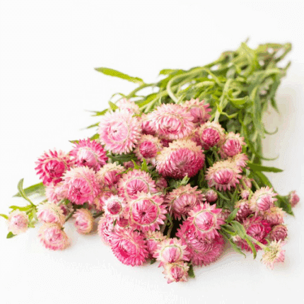 Strawflower Pink can