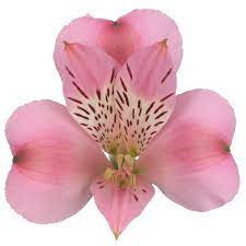 Alstro Pink flboard