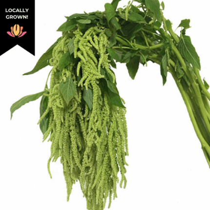 Amaranthus Green Tails cramer -