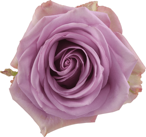 6c0e5767-4e51-4c35-85aa-b6a7cb4336d4.png Rose Cool Water 50cm priv coll - Image 1