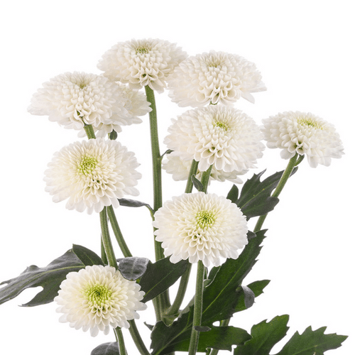 6c0f9ce7-6a73-4153-a89e-0b721277487e.png Pom Button Monte Blanc rio - Image 1