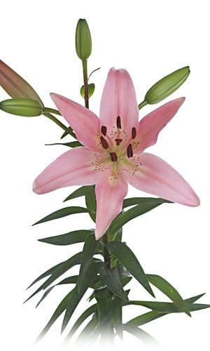 Lily Pink holl