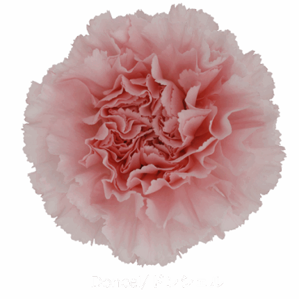 Carn Sel Doncel Pink sole