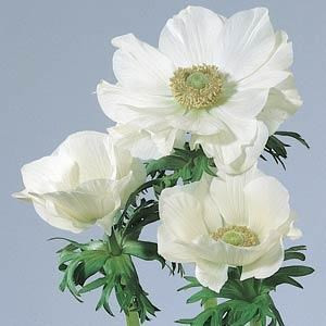 Anemonie Mona Lisa White holl