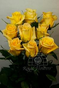 Rose Skyline 60cm rio