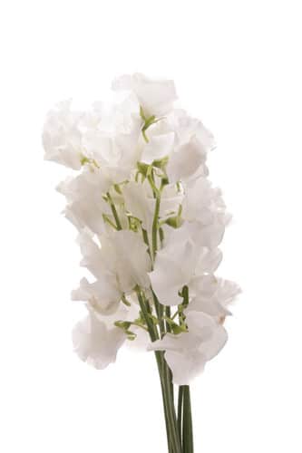 Sweet Pea White by