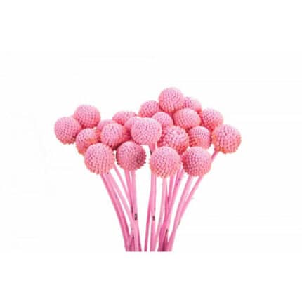 Craspedia Painted Pink holex