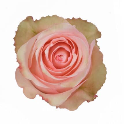 Rose Romance 60cm rprima