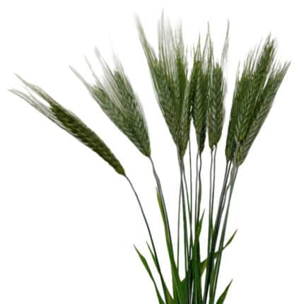 Wheat  tutuli