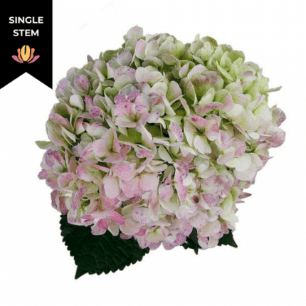 Hydrangea Antique Green fresca(STEM)