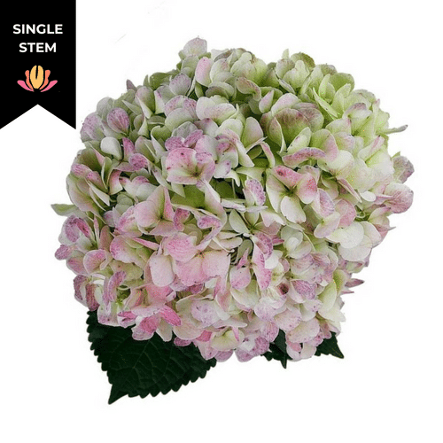 6c6e9dc9-7878-4485-b29b-4f6d8455d89d.png Hydrangea Antique Green fresca(STEM) - Image 1